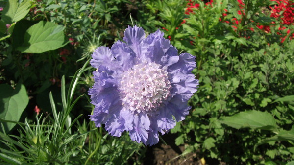 DSCF1847.JPG