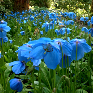 Meconopsis_bukvicelistniy (1).jpg