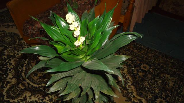 DSC04834.JPG
