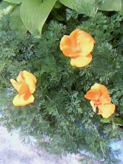 IMG0100A.jpg