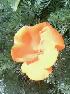 IMG0101A.jpg