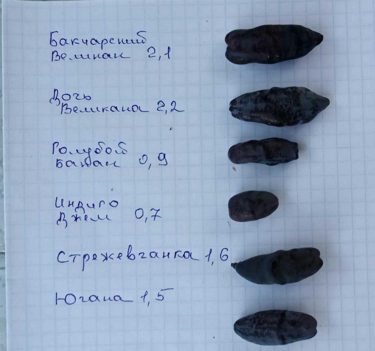 жимолость-02.06.2021.2_202729.jpg