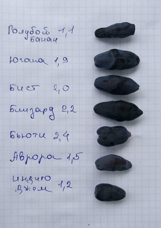 жимолость-2.08.06.2021.канада.jpg
